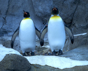 penguin couple